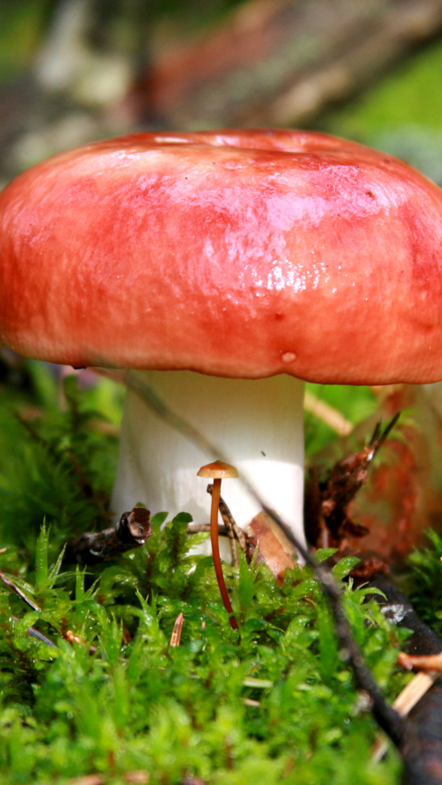 Mushroom Russula wallpaper 640x1136