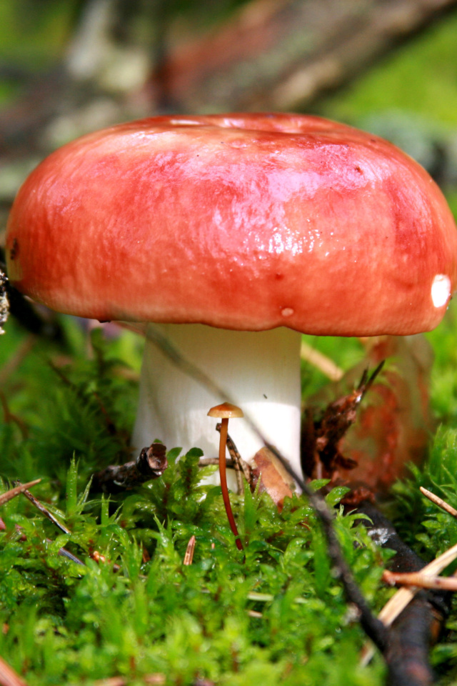 Mushroom Russula screenshot #1 640x960