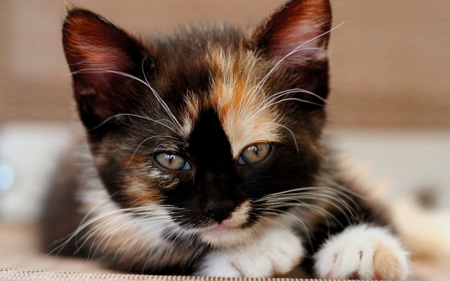 Fondo de pantalla Tricolor Kitten 1440x900
