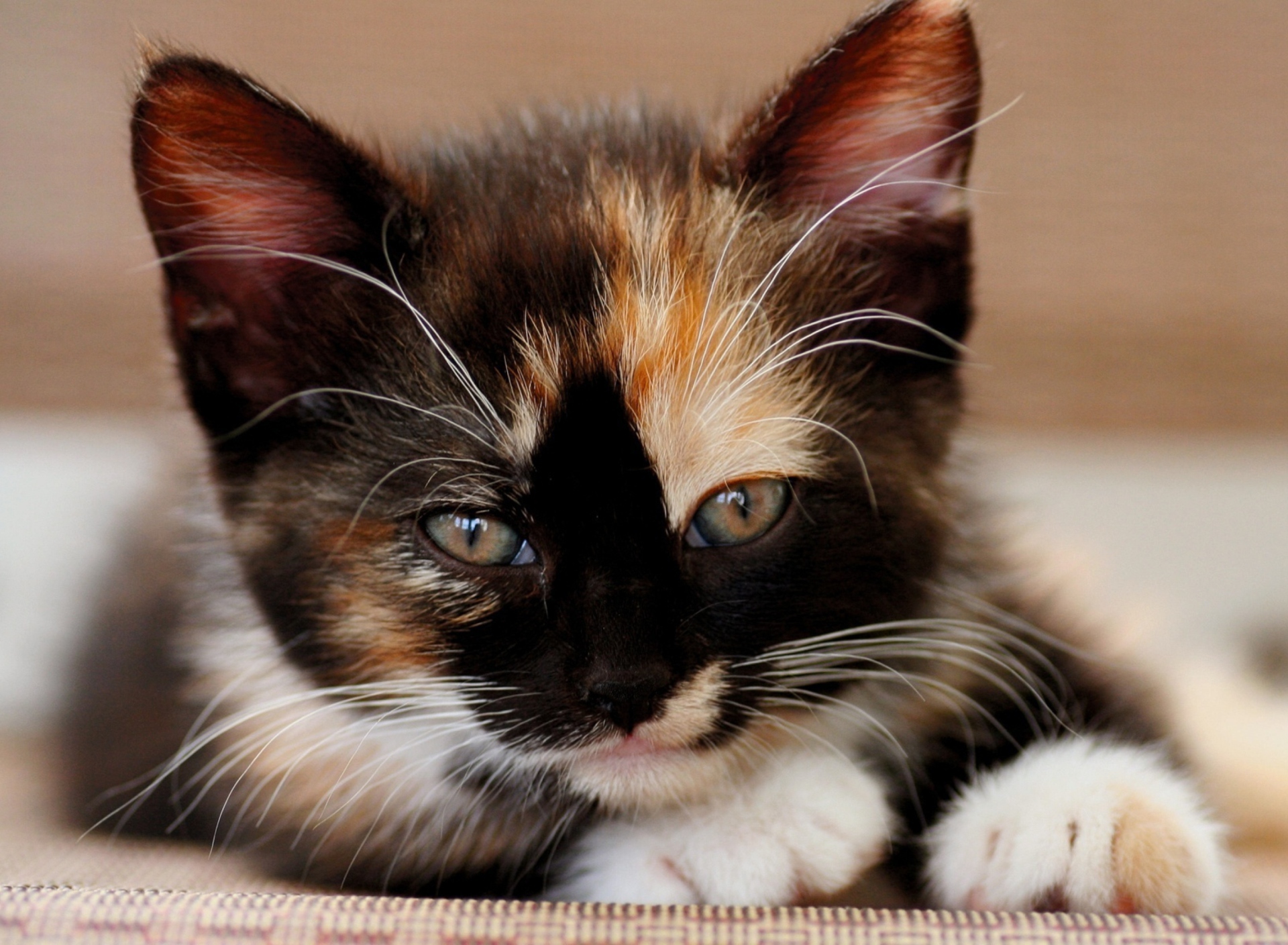 Fondo de pantalla Tricolor Kitten 1920x1408
