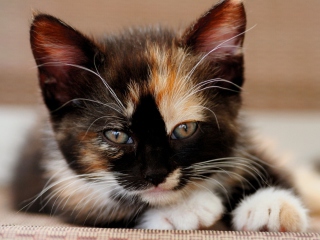 Tricolor Kitten screenshot #1 320x240