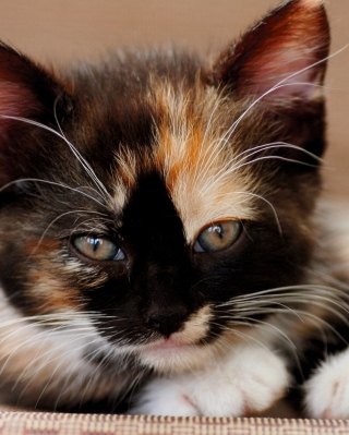 Tricolor Kitten sfondi gratuiti per iPhone 3G