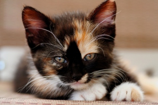 Tricolor Kitten - Obrázkek zdarma 