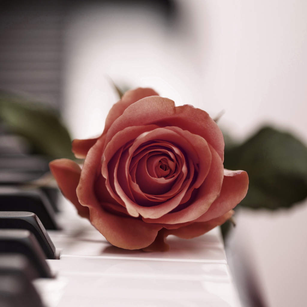Fondo de pantalla Beautiful Rose On Piano Keyboard 1024x1024