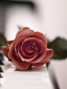 Fondo de pantalla Beautiful Rose On Piano Keyboard 132x176