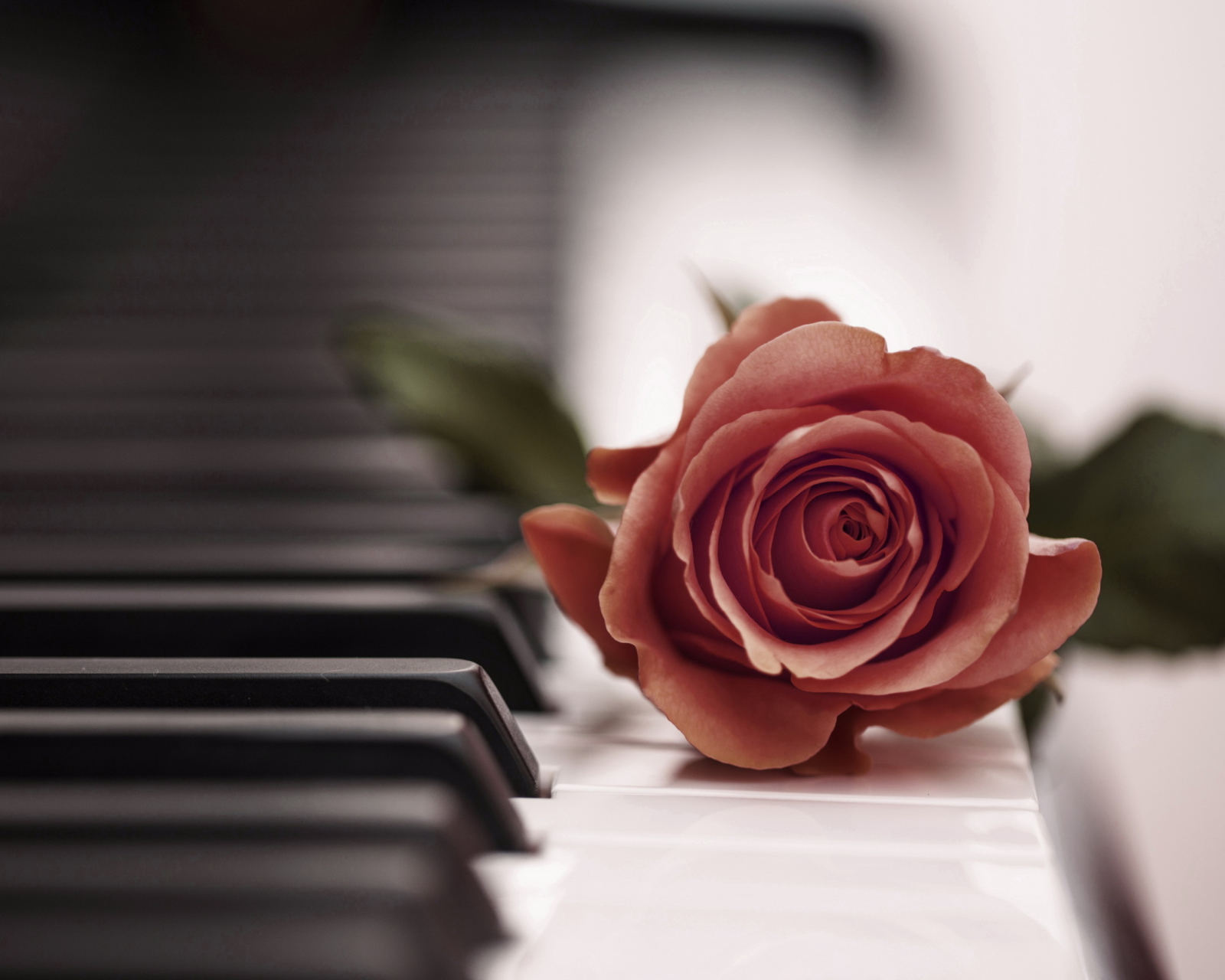 Fondo de pantalla Beautiful Rose On Piano Keyboard 1600x1280