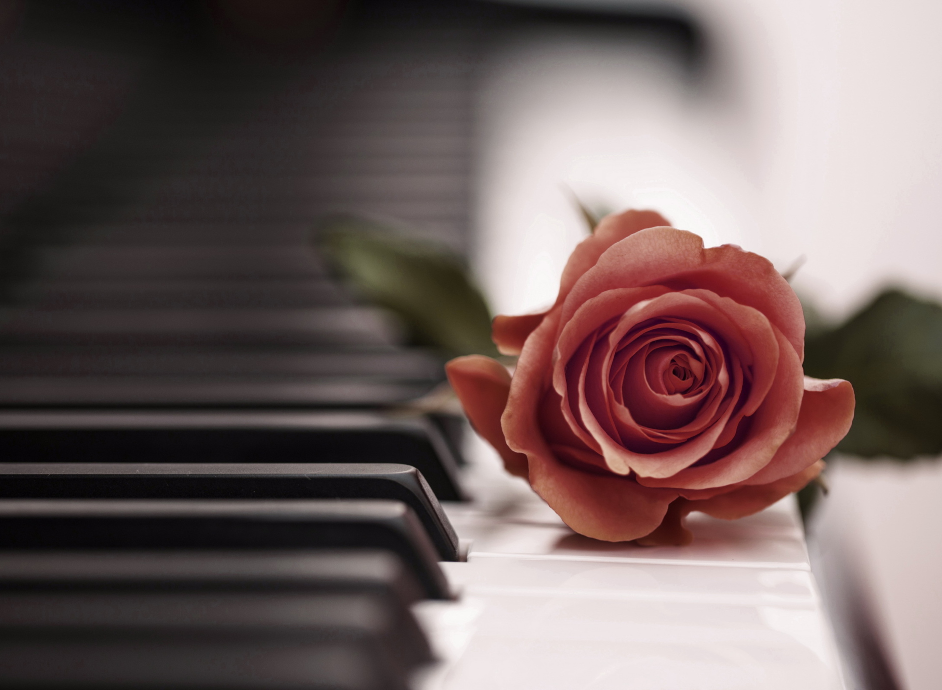 Обои Beautiful Rose On Piano Keyboard 1920x1408