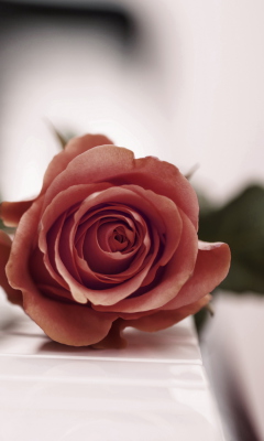 Обои Beautiful Rose On Piano Keyboard 240x400