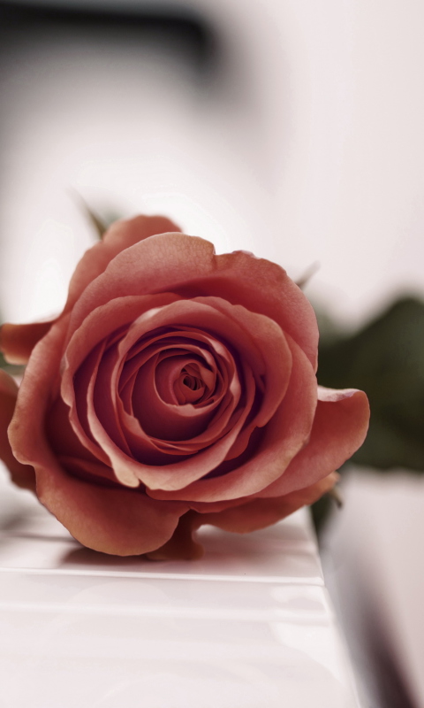 Beautiful Rose On Piano Keyboard screenshot #1 480x800