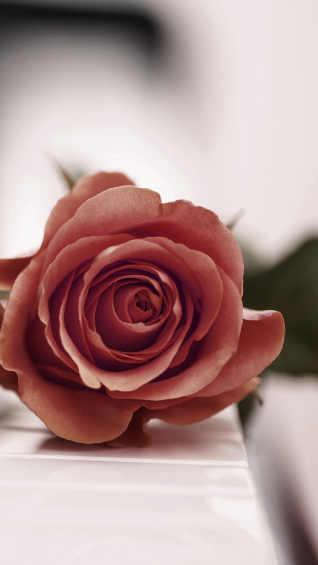 Das Beautiful Rose On Piano Keyboard Wallpaper 640x1136