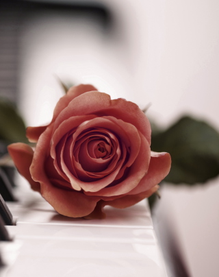 Beautiful Rose On Piano Keyboard - Obrázkek zdarma pro Nokia C1-01