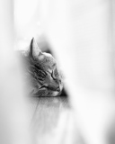 Sfondi Sleepy Grey Cat 128x160