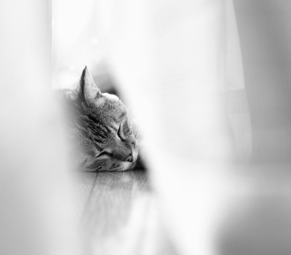 Sleepy Grey Cat sfondi gratuiti per 128x128