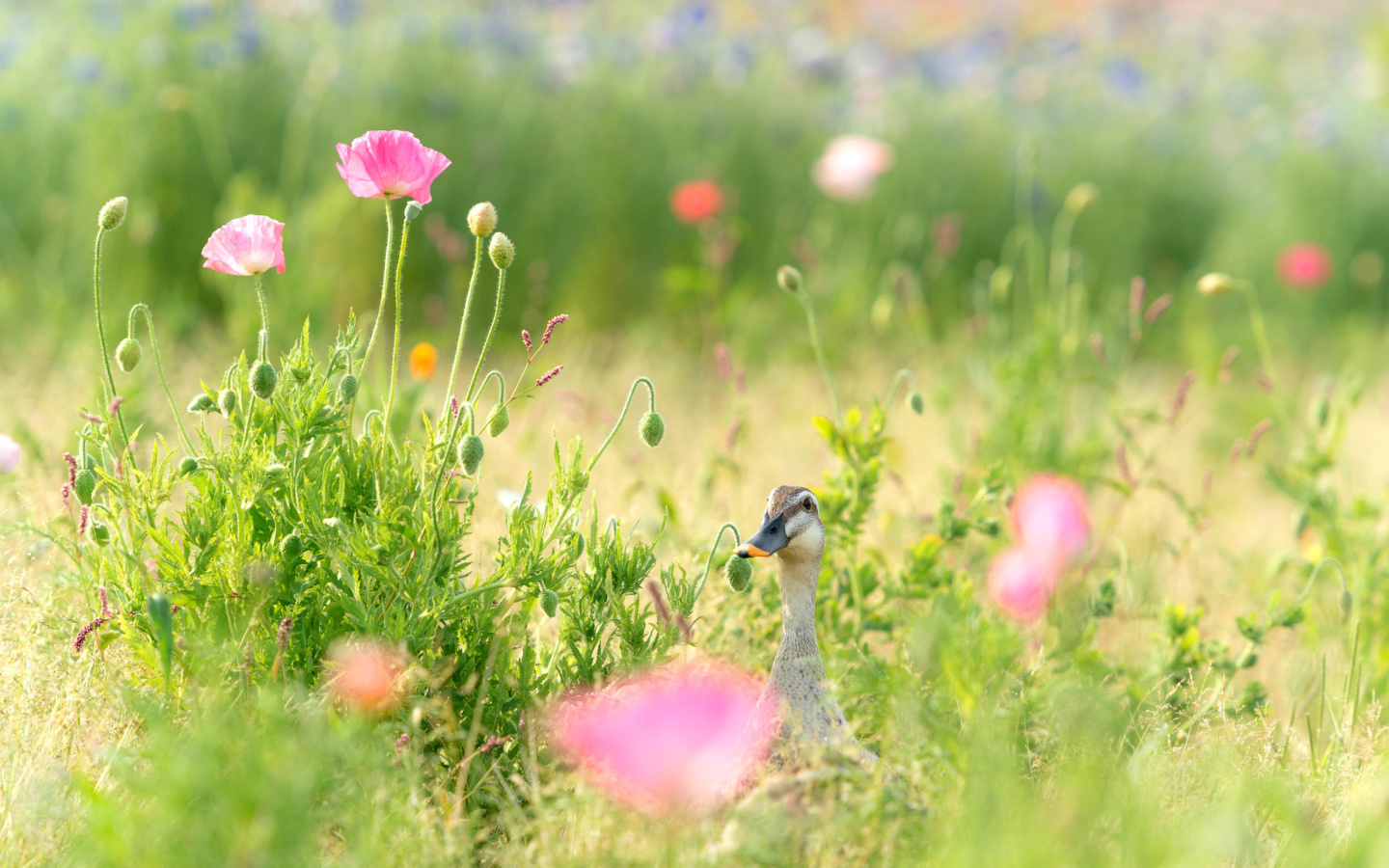 Sfondi Duck on Meadow 1440x900