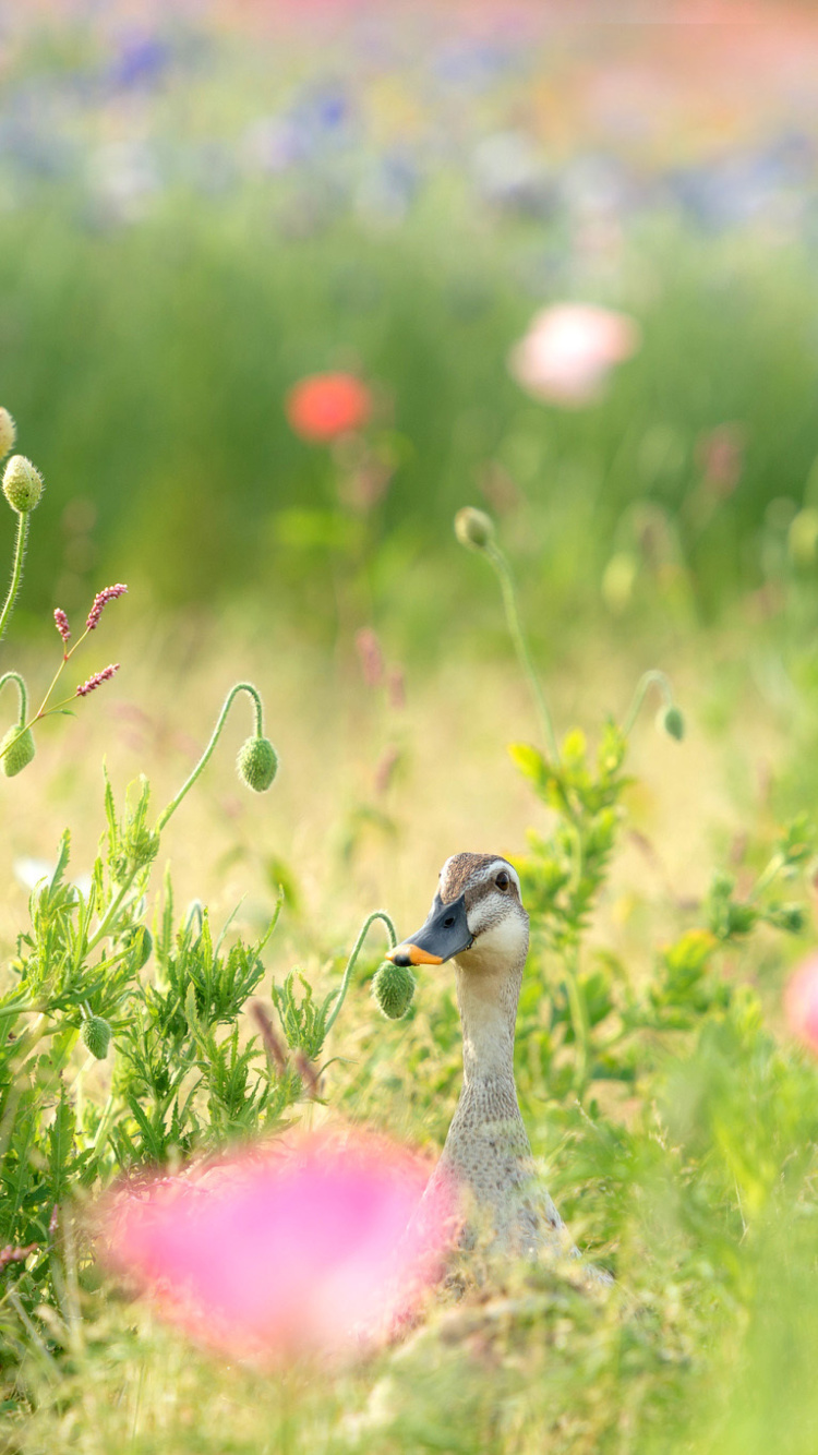 Duck on Meadow wallpaper 750x1334