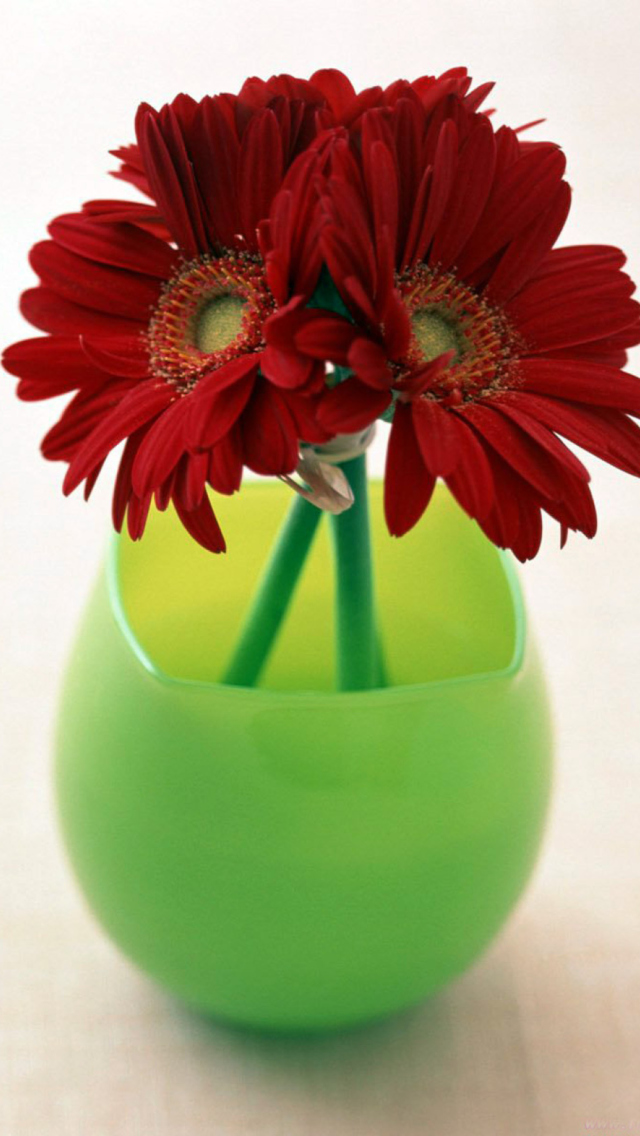 Das Gerbera In Vase Wallpaper 640x1136