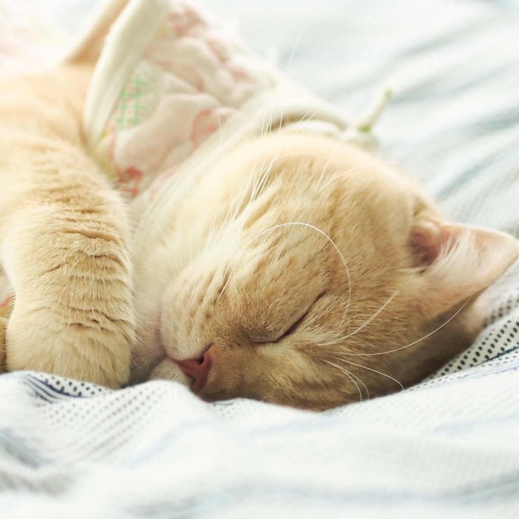 Das Sleeping Kitten in Bed Wallpaper 1024x1024