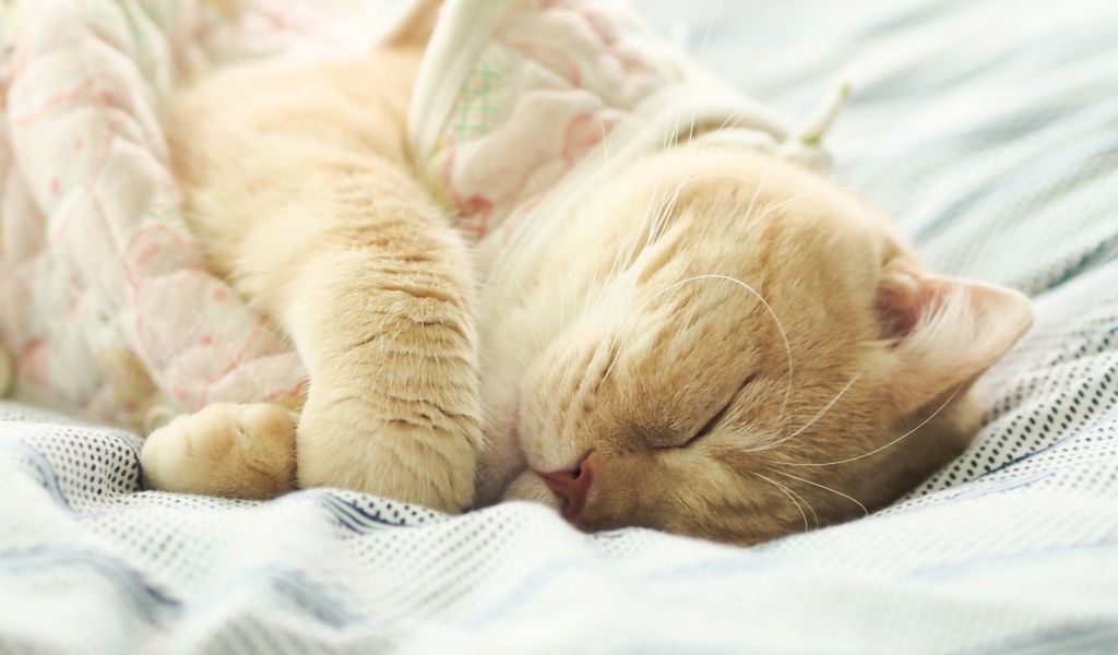 Обои Sleeping Kitten in Bed 1024x600
