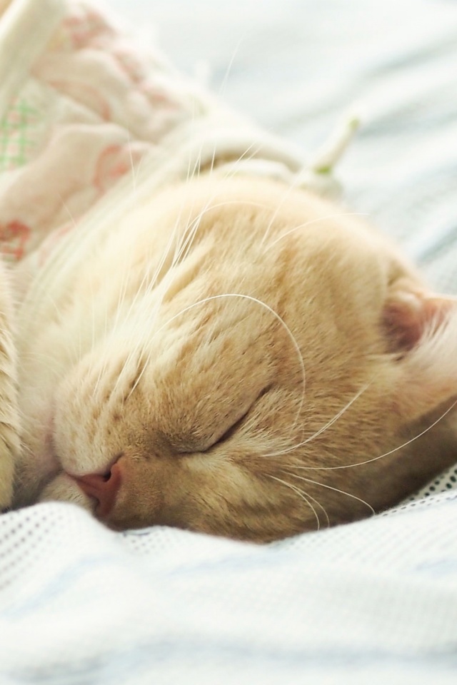 Das Sleeping Kitten in Bed Wallpaper 640x960