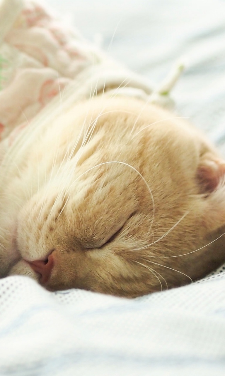 Fondo de pantalla Sleeping Kitten in Bed 768x1280