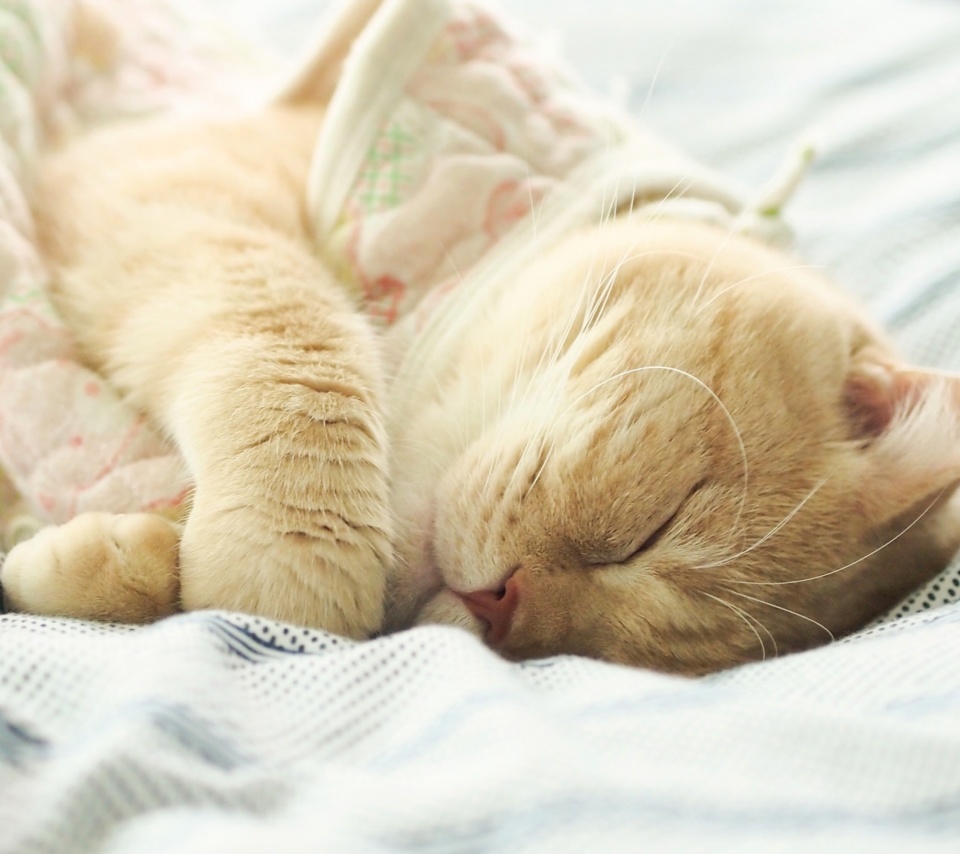 Sleeping Kitten in Bed wallpaper 960x854