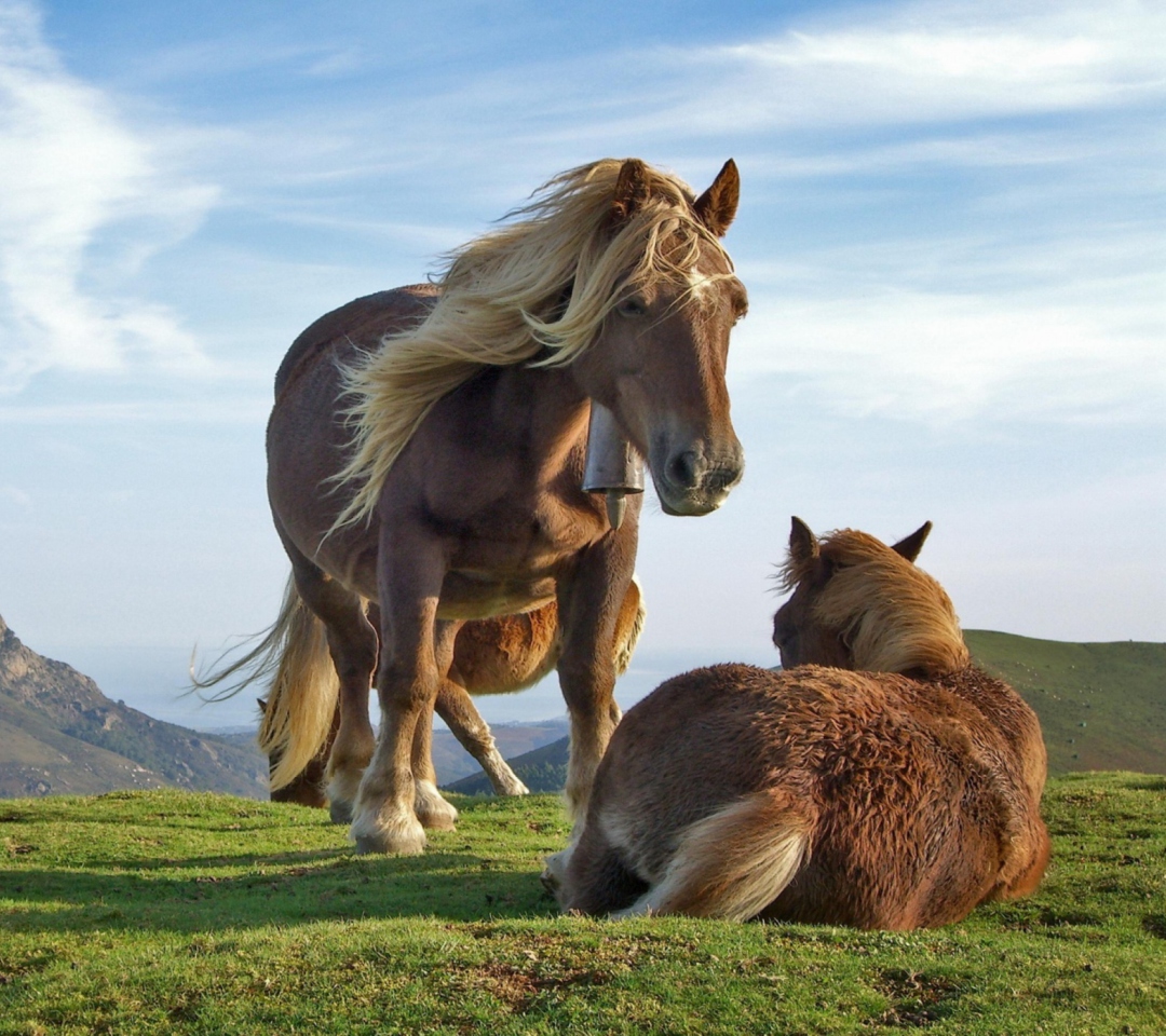 Fondo de pantalla Horses 1080x960