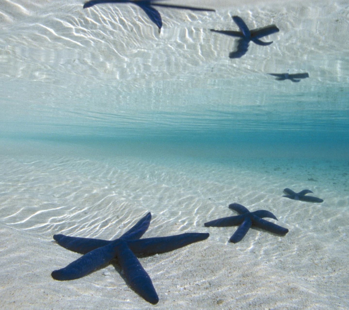 Fondo de pantalla Blue Starfish 1440x1280