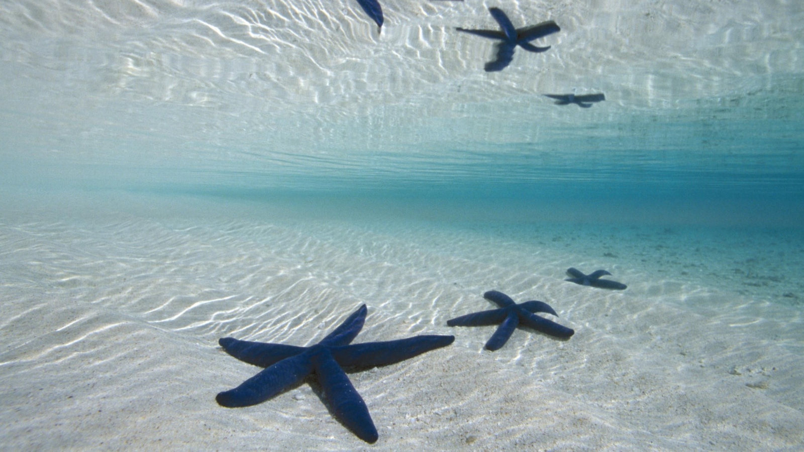 Blue Starfish screenshot #1 1600x900