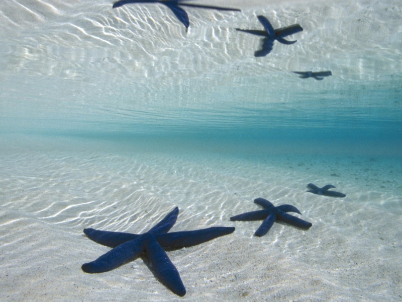 Blue Starfish screenshot #1 800x600