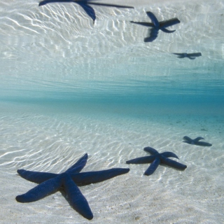Blue Starfish - Obrázkek zdarma pro iPad mini