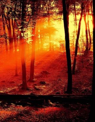 Sun Shining Through Trees - Obrázkek zdarma pro iPhone 4S
