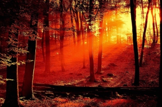 Sun Shining Through Trees - Obrázkek zdarma 
