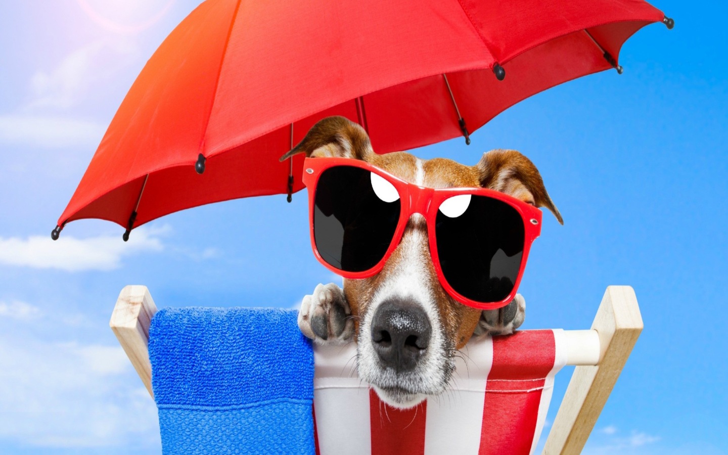 Screenshot №1 pro téma Funny Summer Dog 1440x900