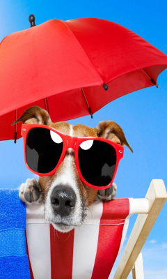 Screenshot №1 pro téma Funny Summer Dog 240x400