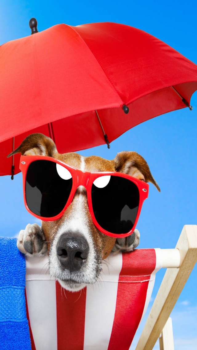 Das Funny Summer Dog Wallpaper 640x1136