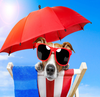 Funny Summer Dog papel de parede para celular para 2048x2048