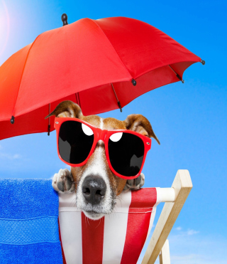 Funny Summer Dog - Obrázkek zdarma pro Nokia C-Series