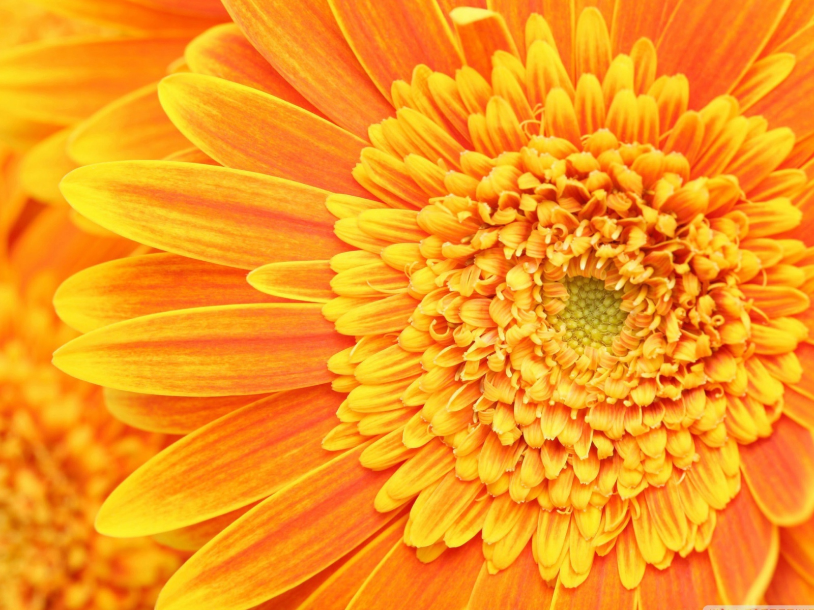 Обои Amazing Orange Gerbera 1600x1200