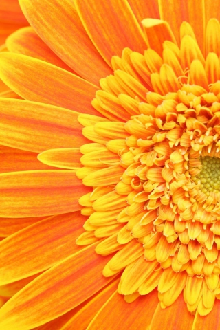 Обои Amazing Orange Gerbera 320x480