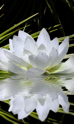 Das Lotus and Spa Stones Wallpaper 240x400