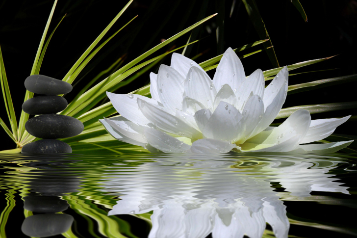 Fondo de pantalla Lotus and Spa Stones