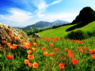 Screenshot №1 pro téma Mountainscape And Poppies 320x240