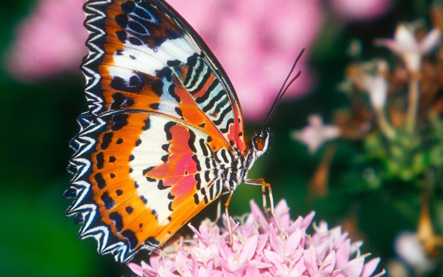Das Hd Butterfly Wallpaper 1440x900