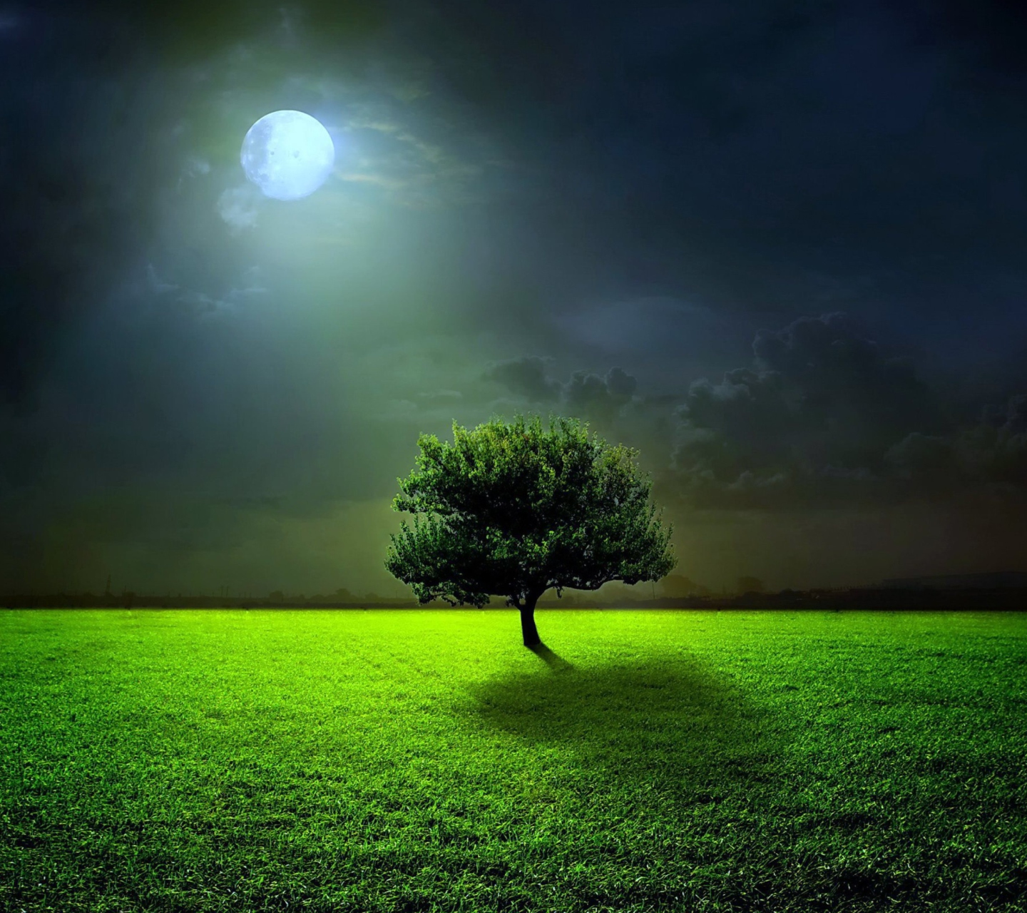 Fondo de pantalla Evening With Lonely Tree 1440x1280