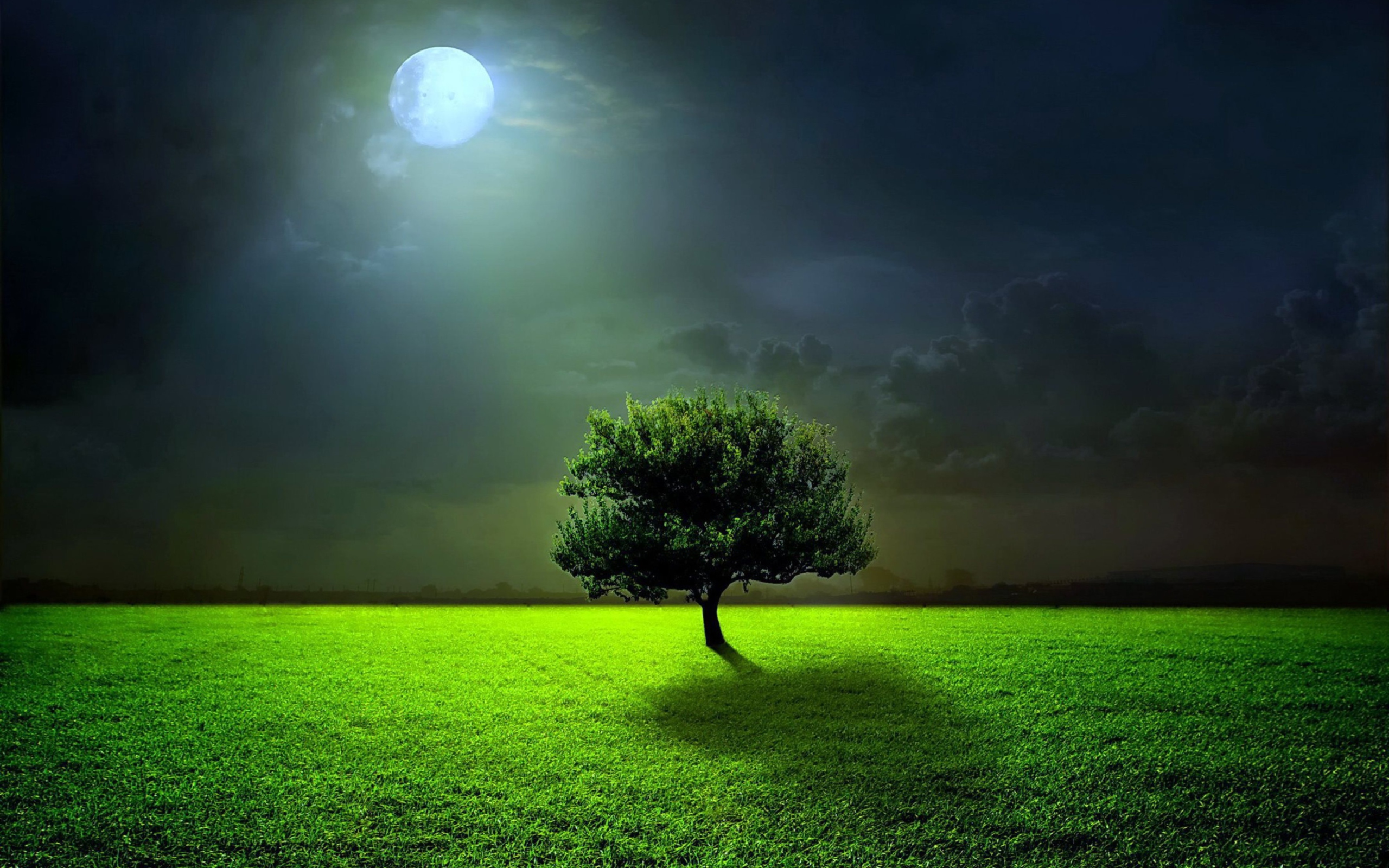 Screenshot №1 pro téma Evening With Lonely Tree 2560x1600