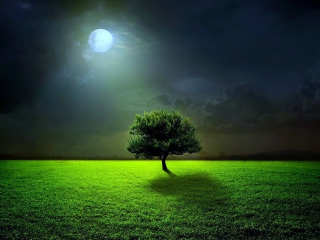 Evening With Lonely Tree wallpaper 320x240