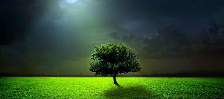 Das Evening With Lonely Tree Wallpaper 720x320