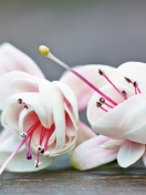 Fuchsia Flower screenshot #1 132x176