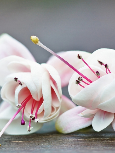 Обои Fuchsia Flower 480x640
