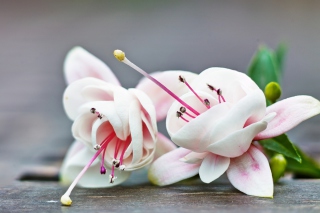 Fuchsia Flower - Fondos de pantalla gratis para 220x176